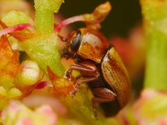 Cryptocephalus fulvus