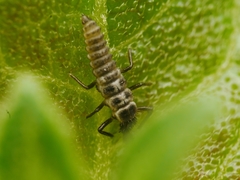 Propylea quatuordecimpunctata