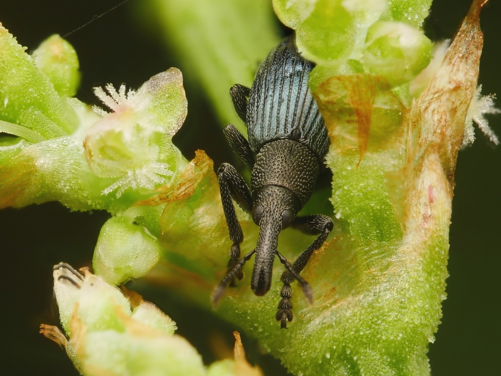 Beetle