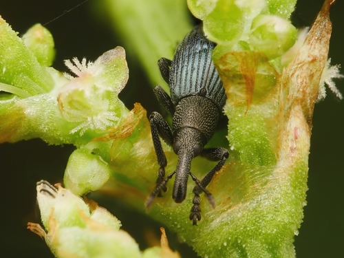 Beetle