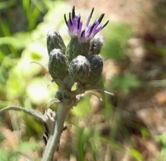 Cardueae