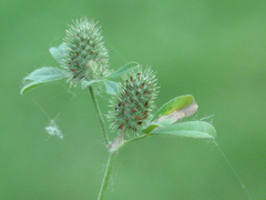 Trifolium gemellum