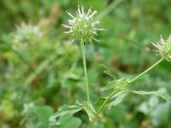Trifolium strictum