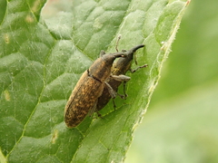 Lixus filiformis