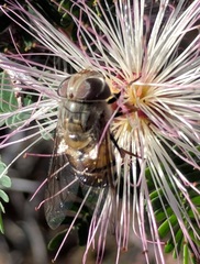 Copestylum isabellina