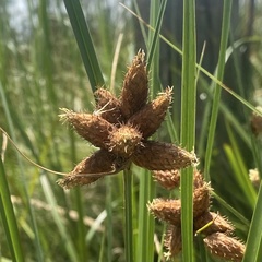 Bolboschoenus robustus