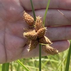 Bolboschoenus robustus