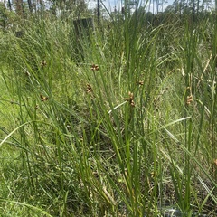 Bolboschoenus robustus