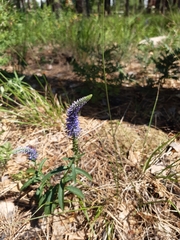 Veronica spicata
