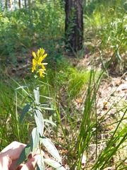 Genista tinctoria