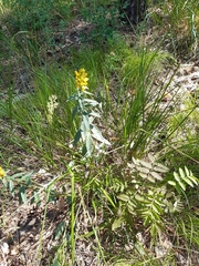 Genista tinctoria