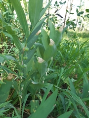 Polygonatum odoratum