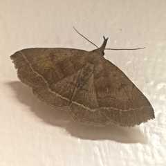 Zanclognatha lunalis