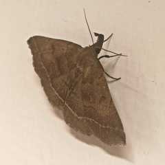 Zanclognatha lunalis