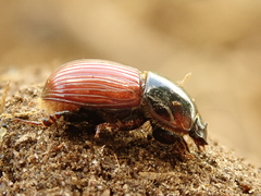 Rhodaphodius foetens