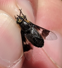 Chrysops cincticornis