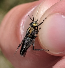 Chrysops cincticornis