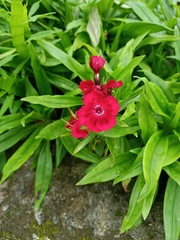 Dianthus barbatus