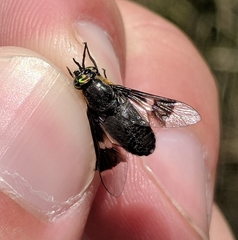 Chrysops cincticornis
