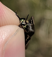 Chrysops cincticornis