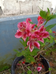 Alstroemeria aurea