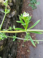 Galium aparine