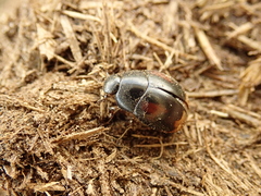 Sphaeridium scarabaeoides