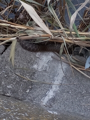 Natrix tessellata