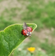 Harmonia axyridis