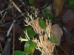 Ramaria watlingii