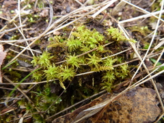 Leptodontium paradoxum
