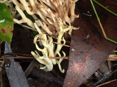 Ramaria watlingii
