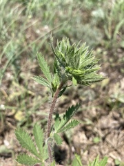 Potentilla recta obscura
