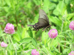 Byasa alcinous