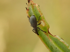 Perapion curtirostre