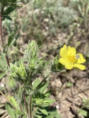 Potentilla recta obscura