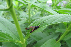 Synanthedon formicaeformis