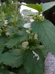 Lamium album