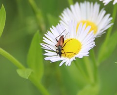 Stenurella melanura