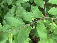 Ilex mucronata image