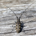 Pine Sawyer Beetle - Photo (c) Ettore Guarnaroli, some rights reserved (CC BY-NC), uploaded by Ettore Guarnaroli