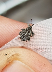 Mogulones geographicus