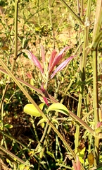 Anisotes formosissimus