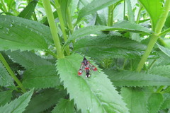 Synanthedon formicaeformis