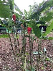 Musa coccinea