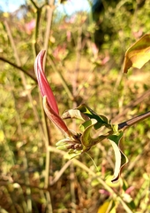 Anisotes formosissimus