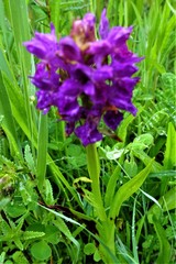 Dactylorhiza praetermissa