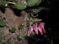 Bulbophyllum japonicum