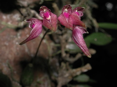 Bulbophyllum japonicum