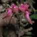 Bulbophyllum japonicum - Photo (c) lecanorchis, algunos derechos reservados (CC BY-NC)